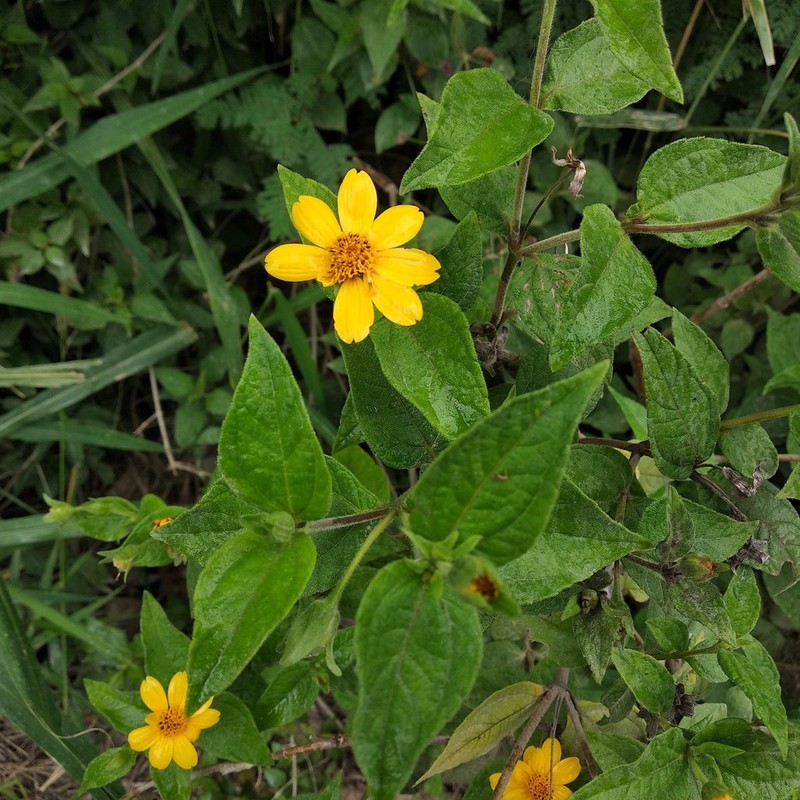 Smallflower Creepingoxeye