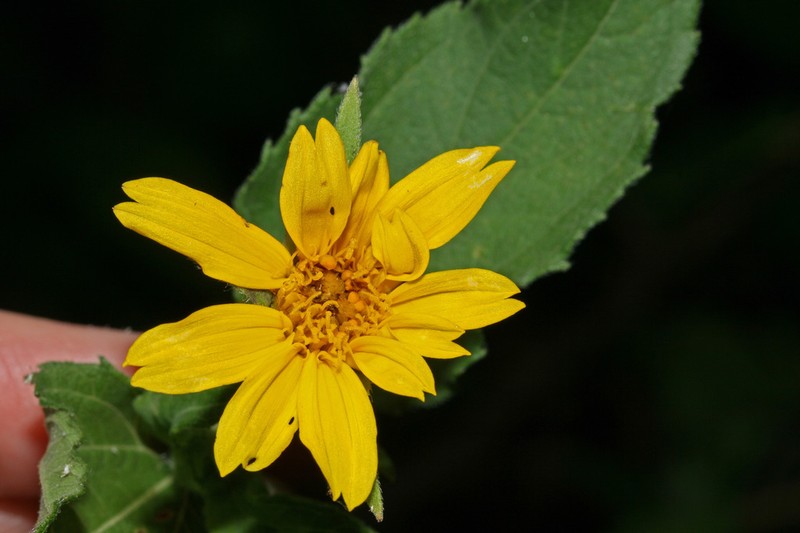 Smallflower Creepingoxeye photo 2