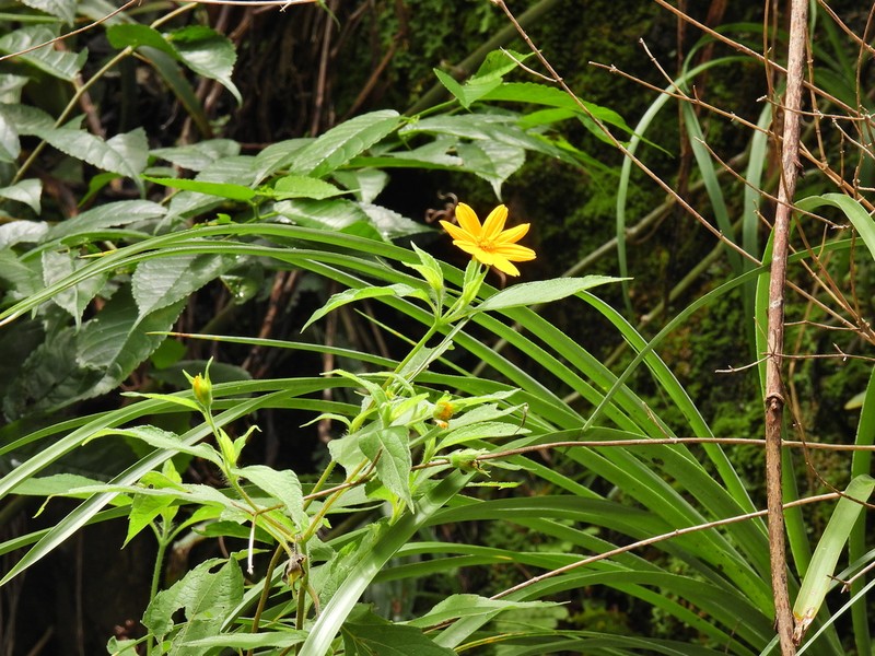 Smallflower Creepingoxeye photo 4