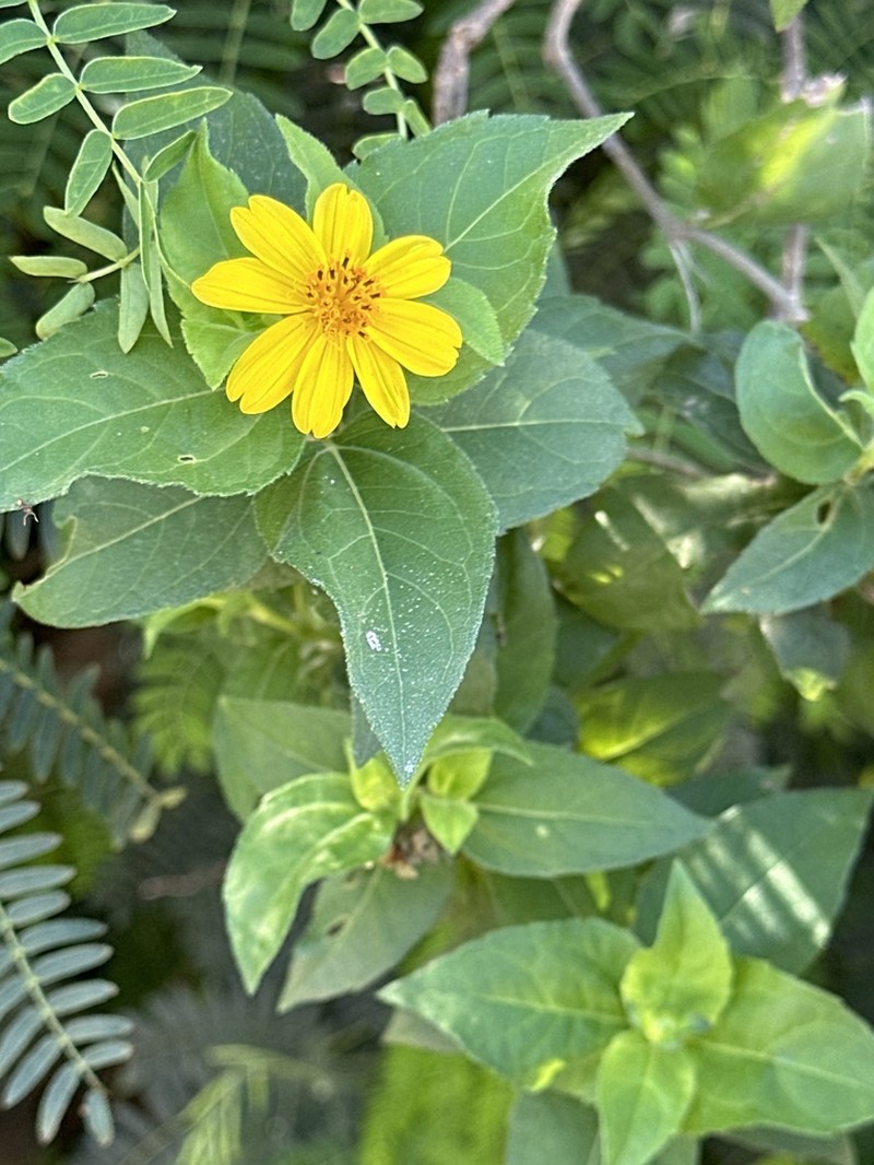 Smallflower Creepingoxeye photo 5
