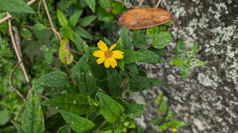 Smallflower Creepingoxeye photo 6