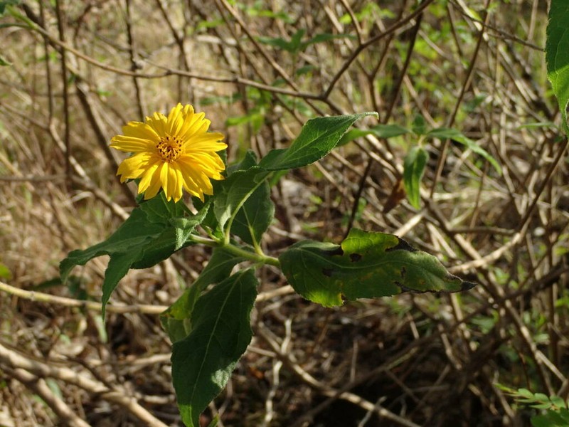 Smallflower Creepingoxeye photo 7