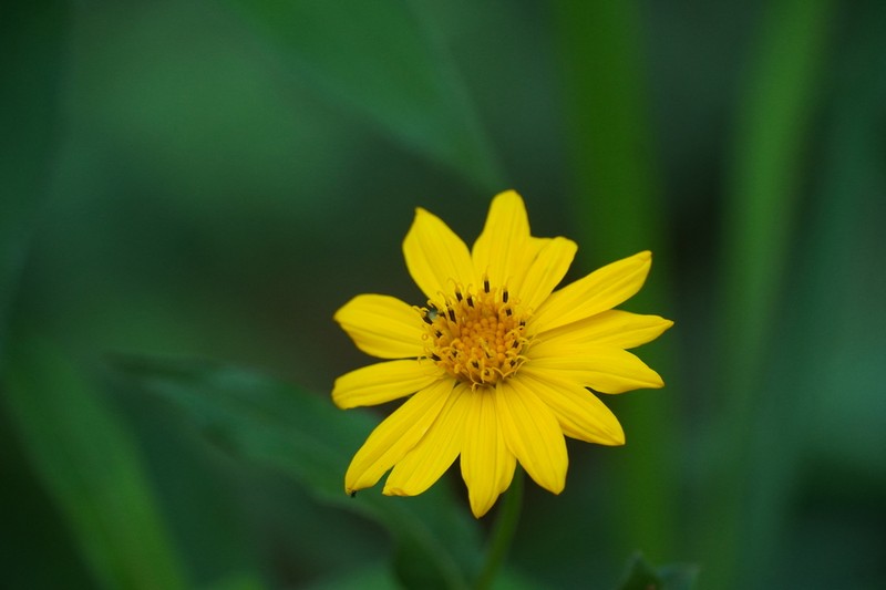Smallflower Creepingoxeye photo 8