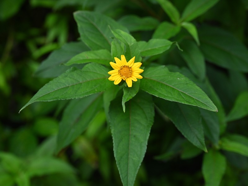 Smallflower Creepingoxeye