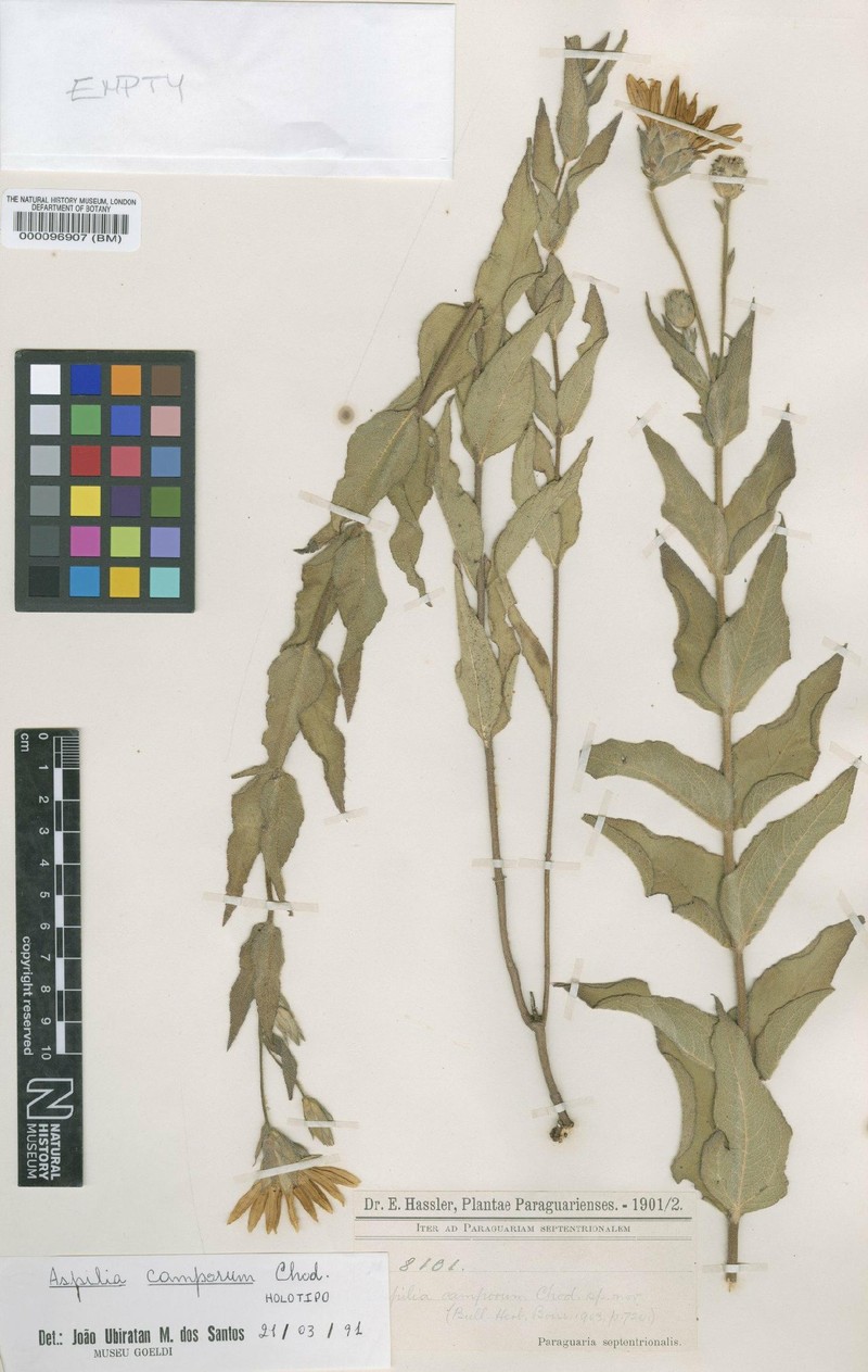Wedelia camporum