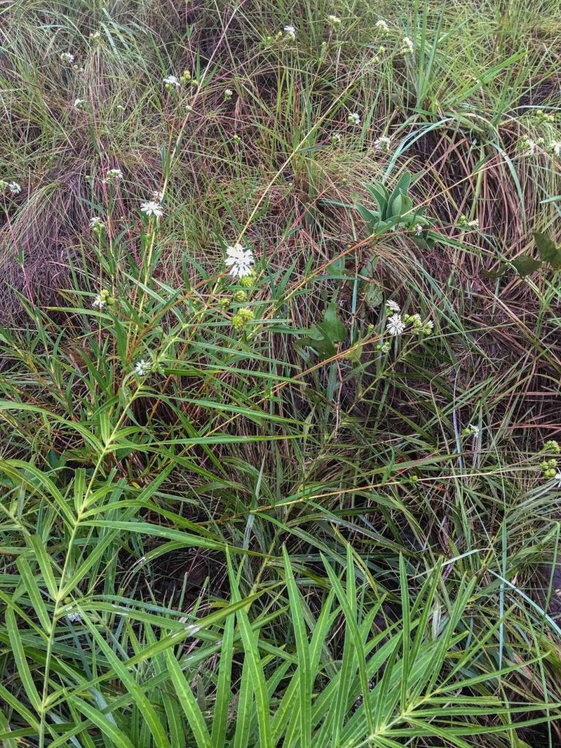 Wedelia cardenasii