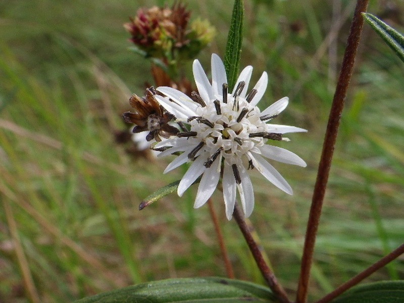 Wedelia cardenasii photo 2