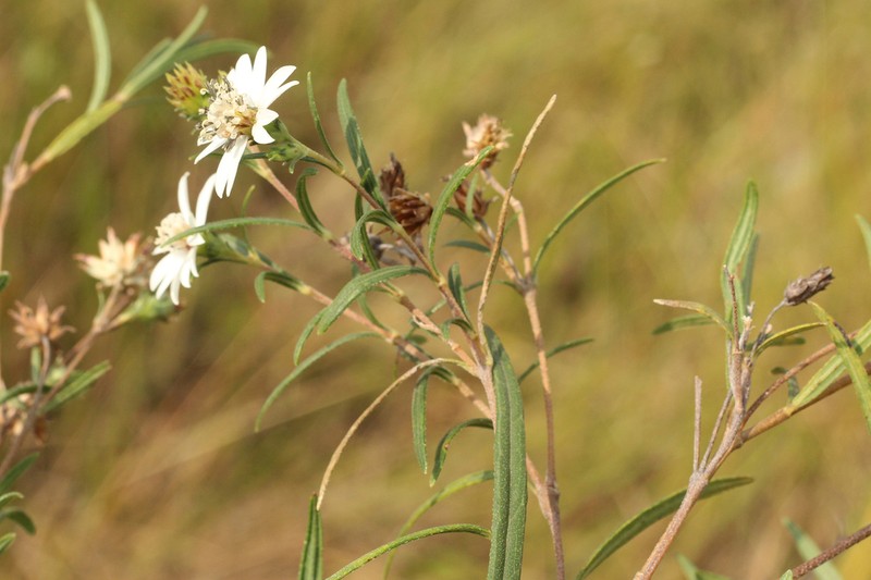 Wedelia cardenasii photo 3