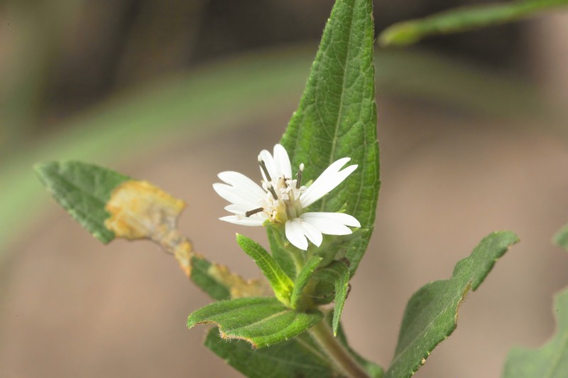 Wedelia cardenasii photo 4