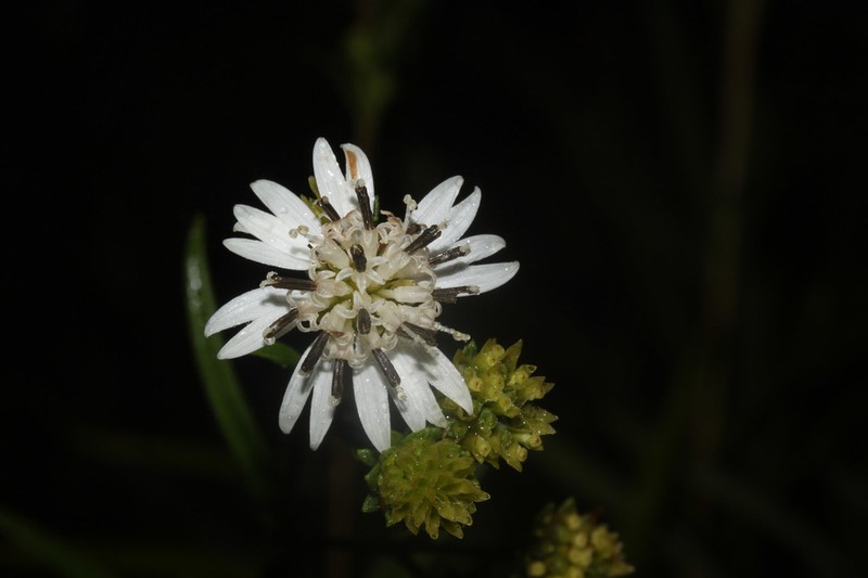 Wedelia cardenasii photo 5