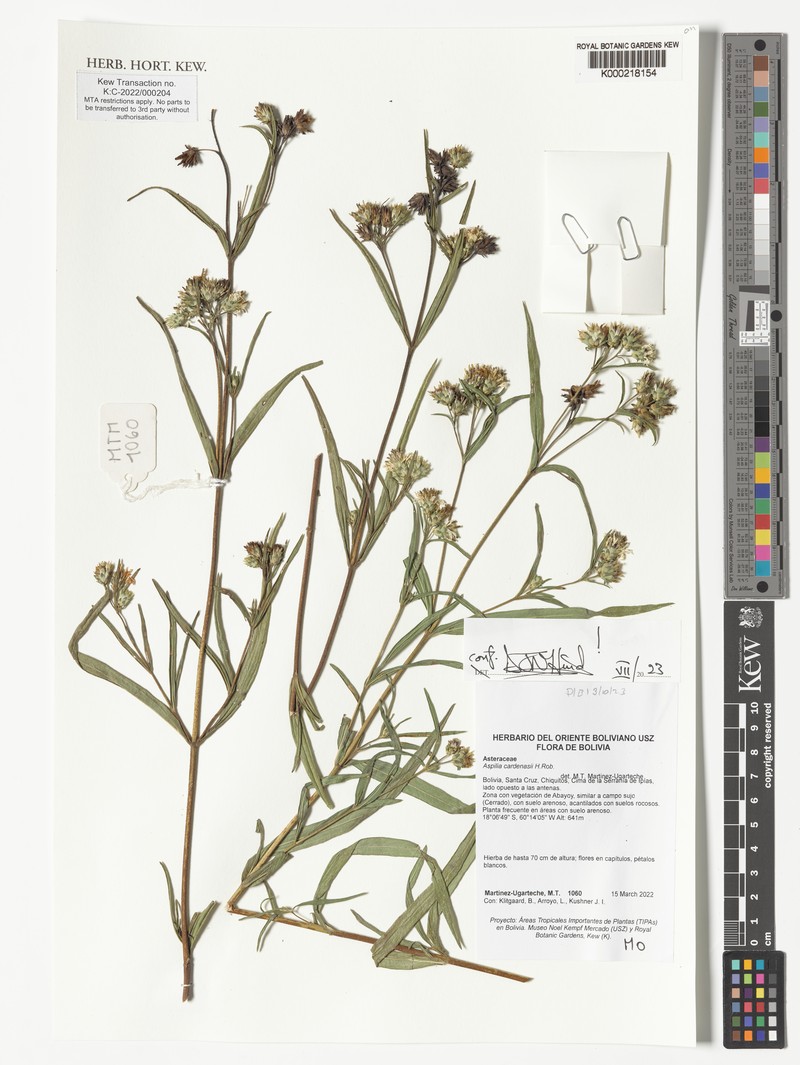 Wedelia cardenasii photo 6