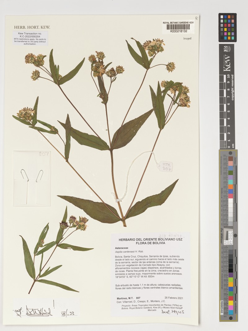 Wedelia cardenasii photo 7