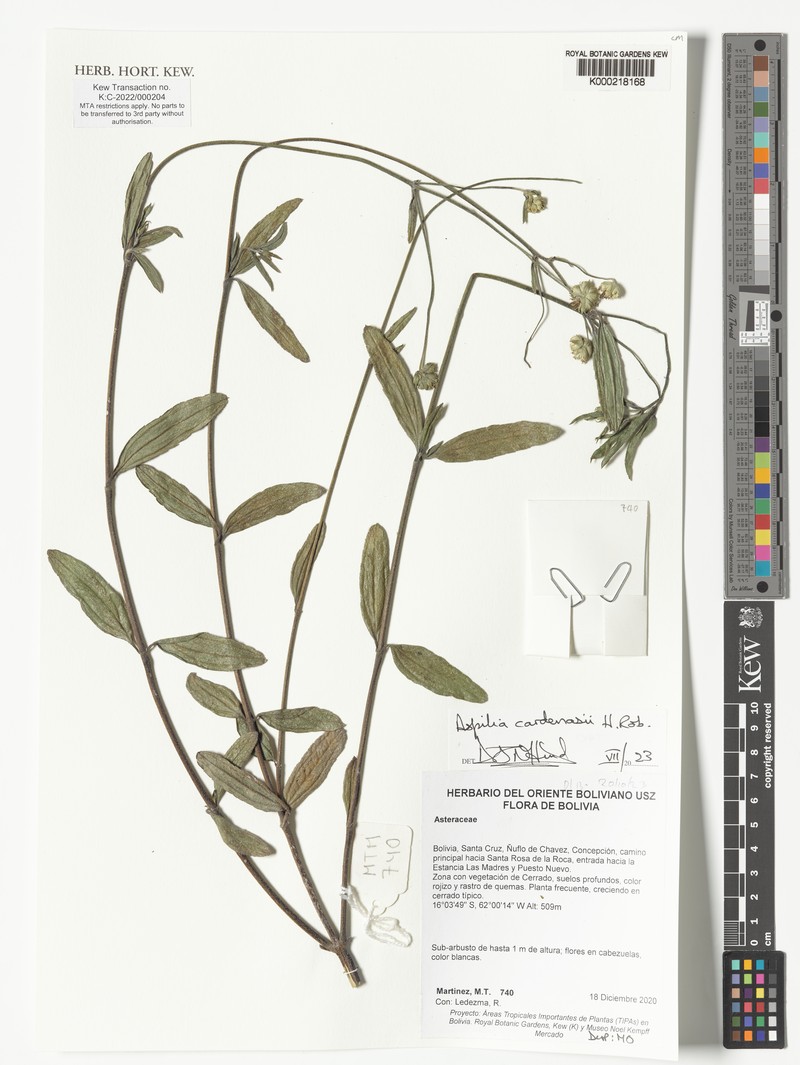 Wedelia cardenasii photo 8