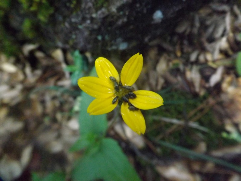 Wedelia chihuahuana photo 2