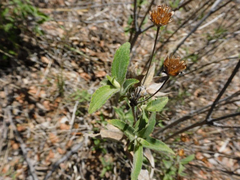 Wedelia chihuahuana photo 3