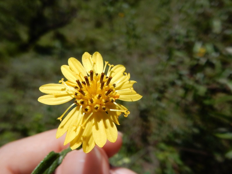 Wedelia cylindrocephala
