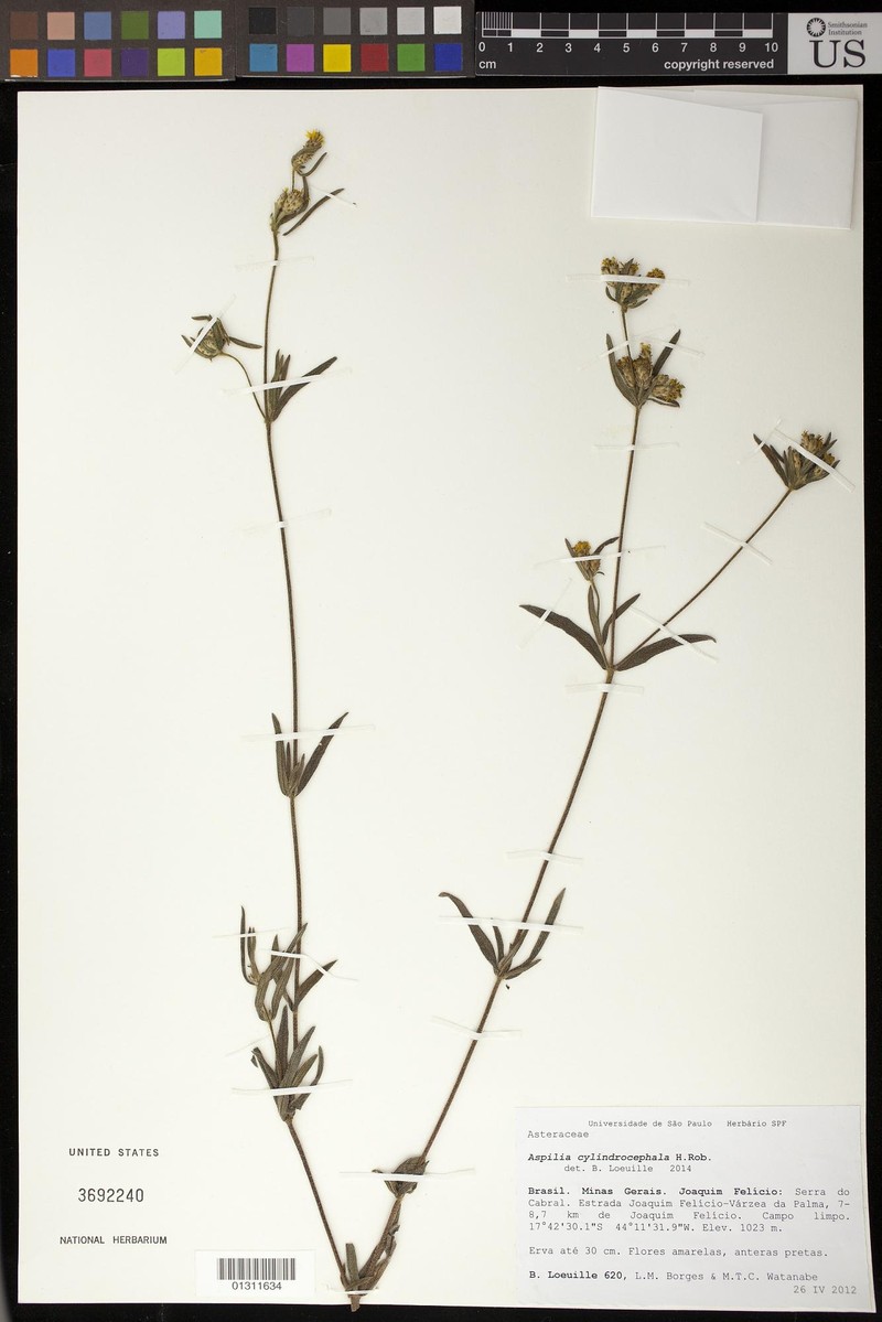 Wedelia cylindrocephala photo 3