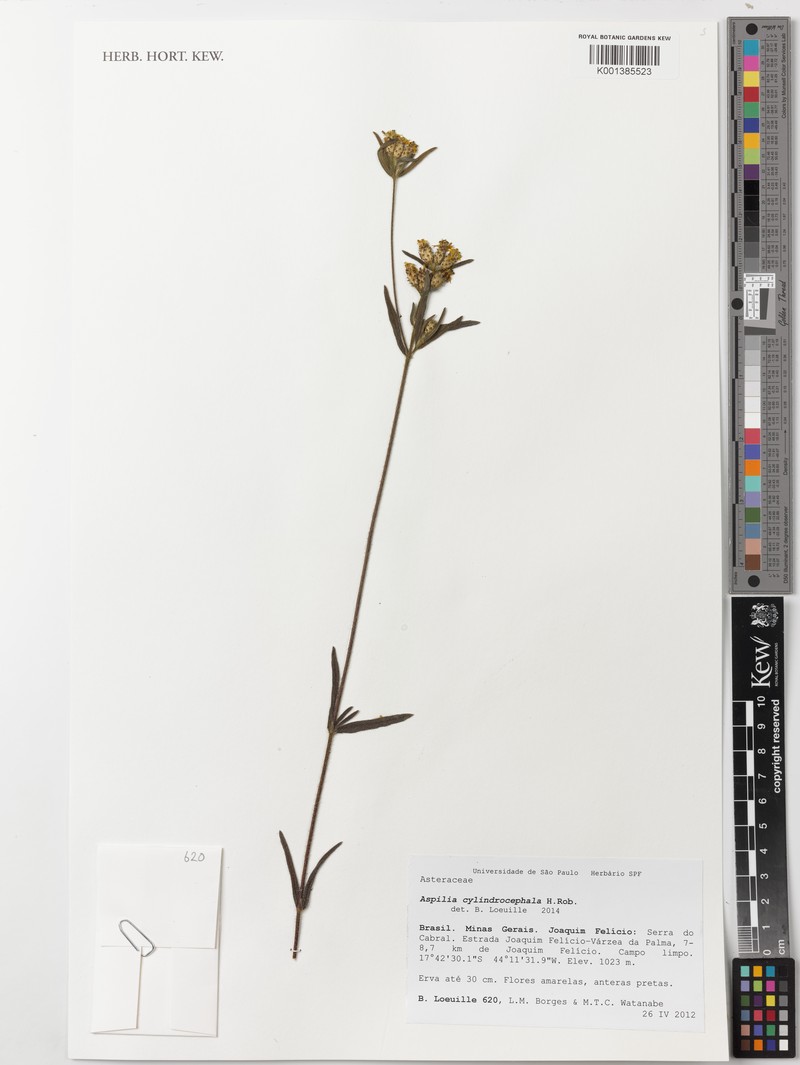 Wedelia cylindrocephala photo 4