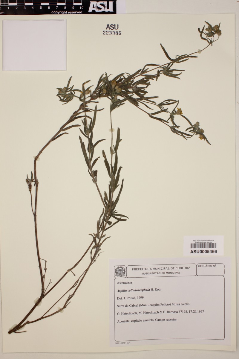 Wedelia cylindrocephala photo 5
