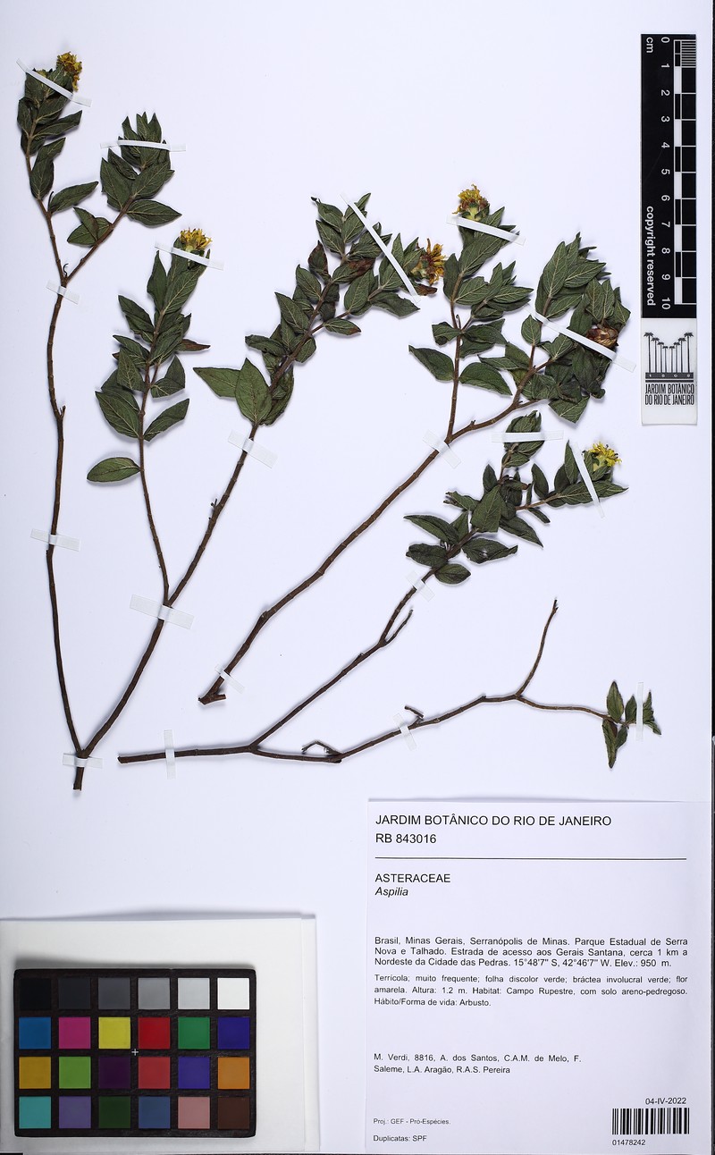 Wedelia diffusiflora