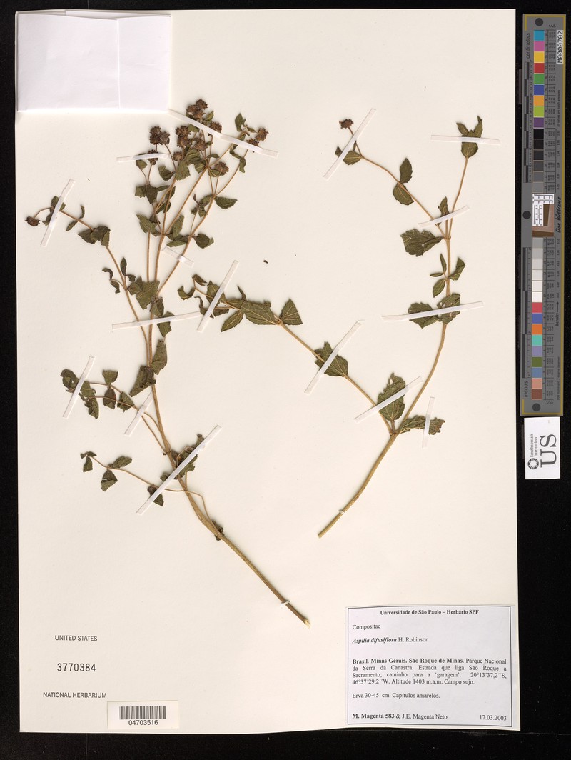 Wedelia diffusiflora photo 2
