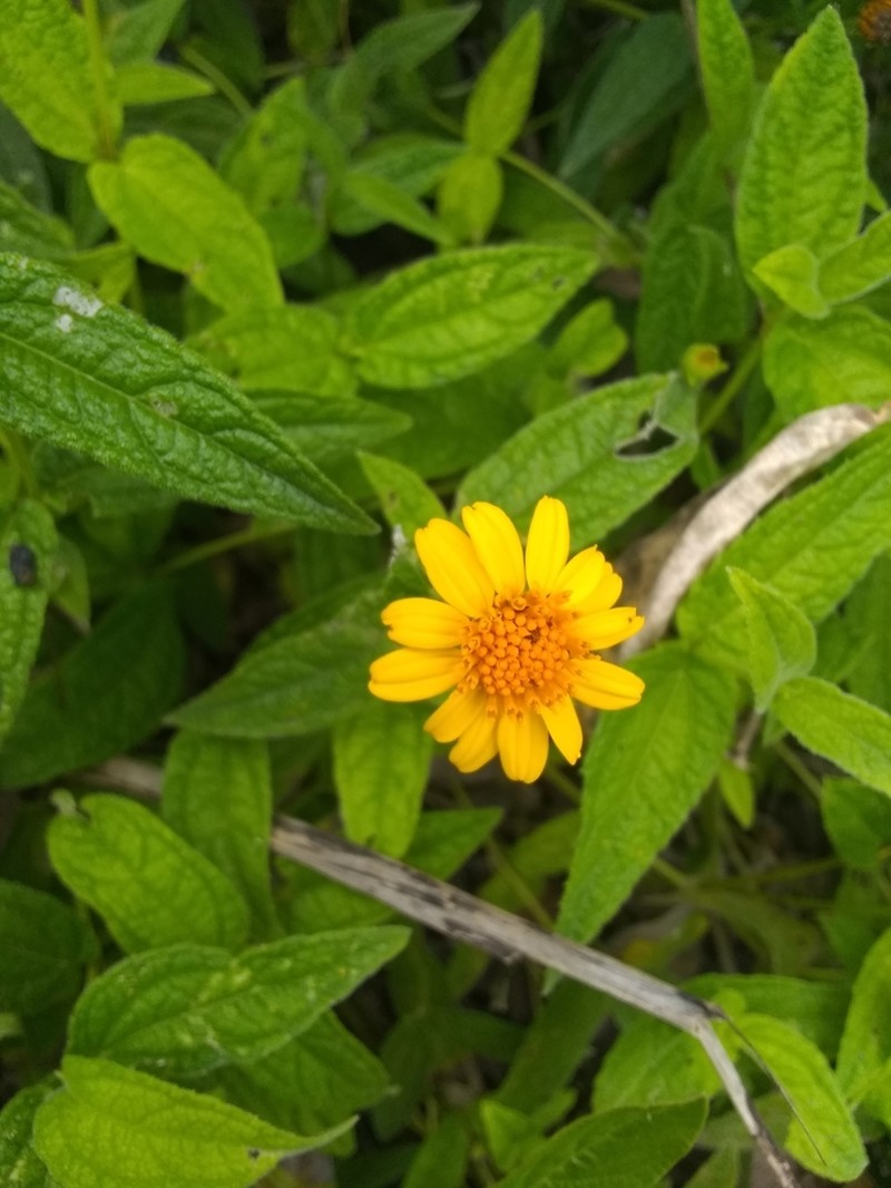 Wedelia ehrenbergii