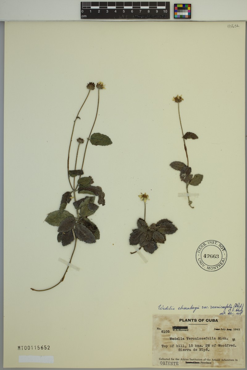 Wedelia ehrenbergii var. veronicifolia