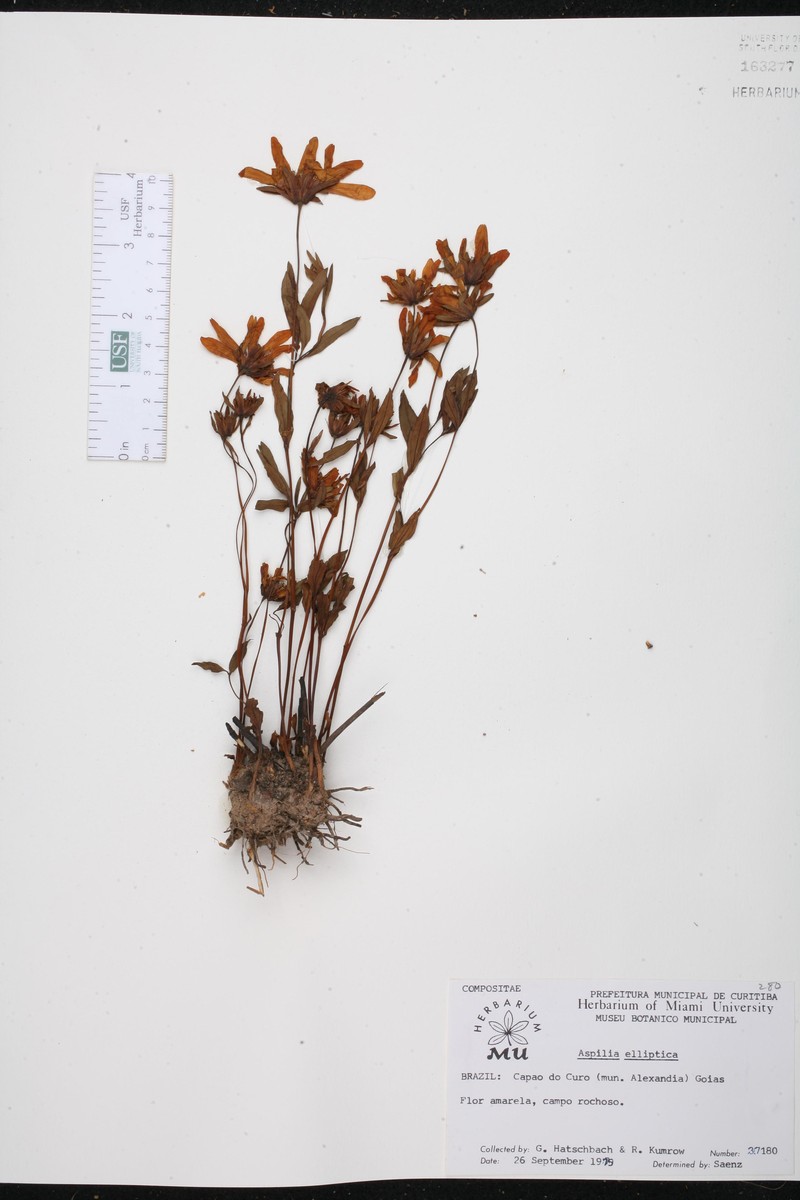 Wedelia elliptica