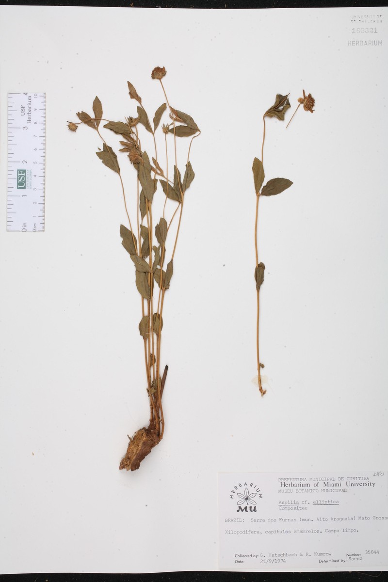 Wedelia elliptica photo 2