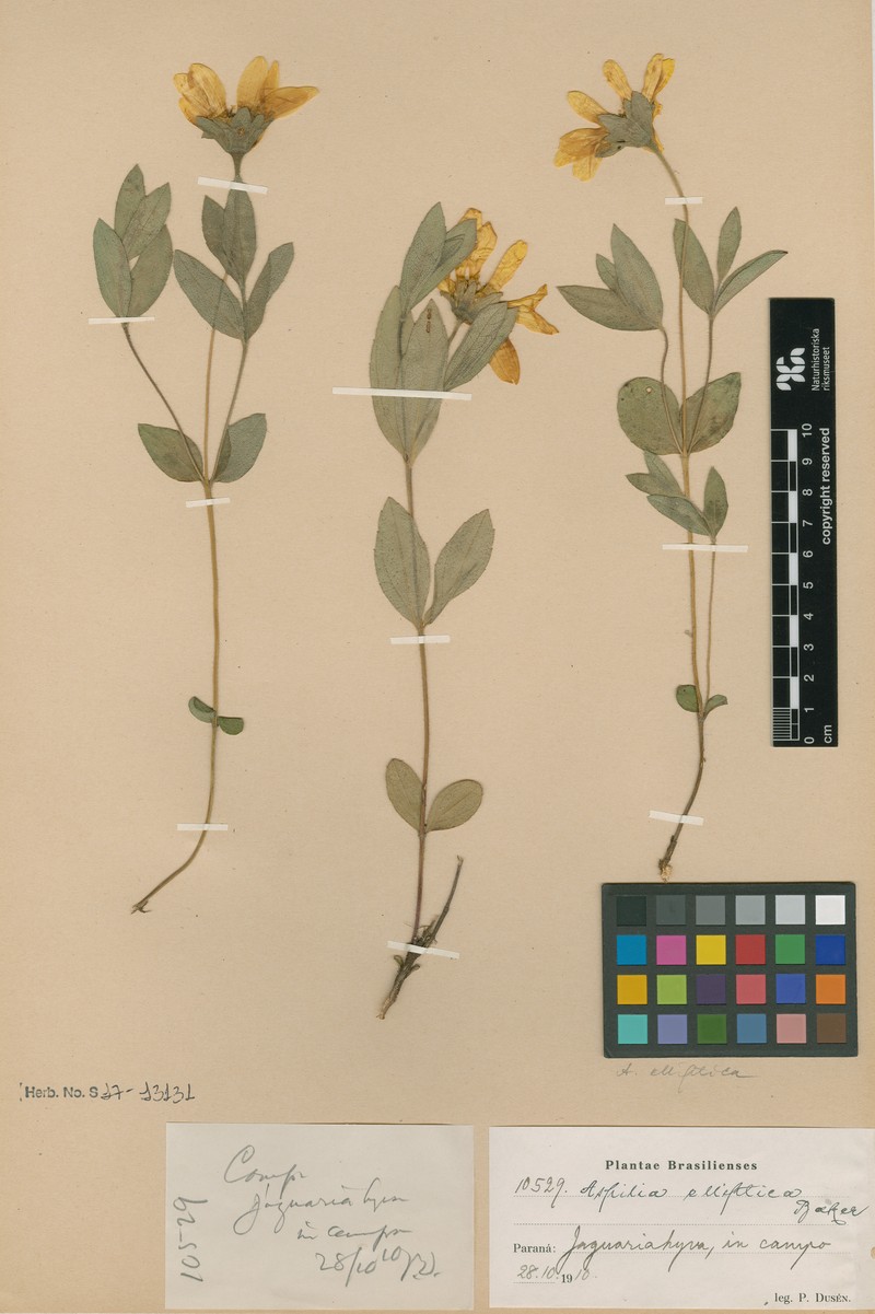 Wedelia elliptica photo 3