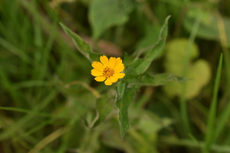 Wedelia filipes