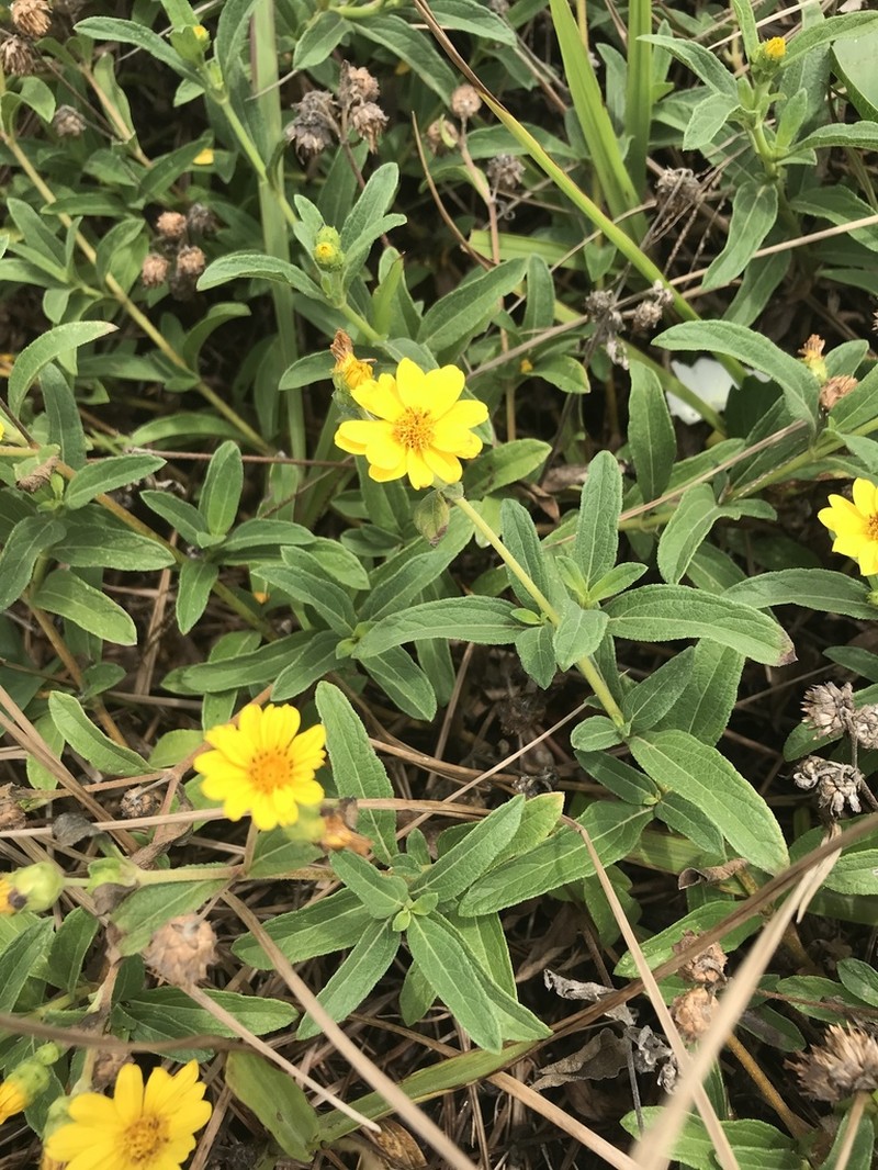 Wedelia floribunda