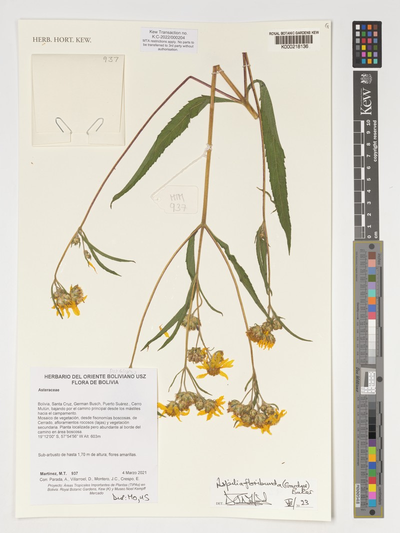 Wedelia floribunda photo 2