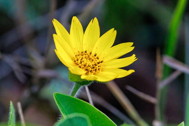 Wedelia foliacea