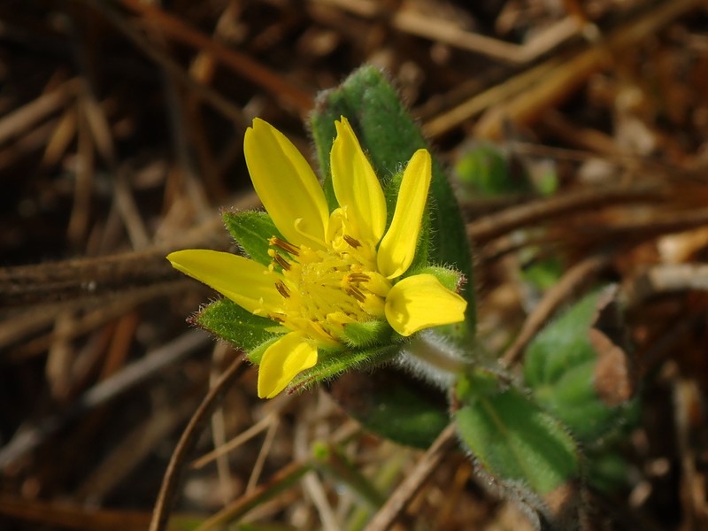 Wedelia foliacea photo 2