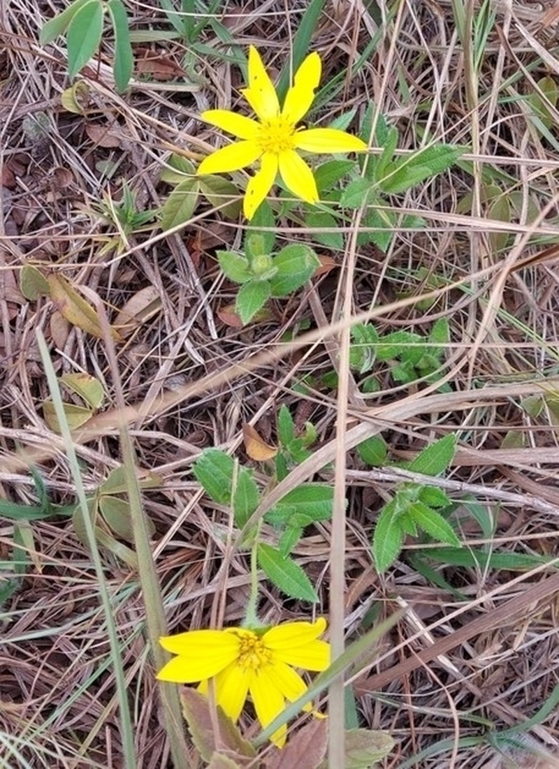 Wedelia foliacea photo 3