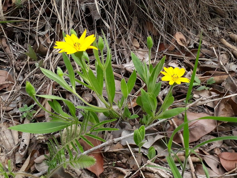 Wedelia foliacea photo 4