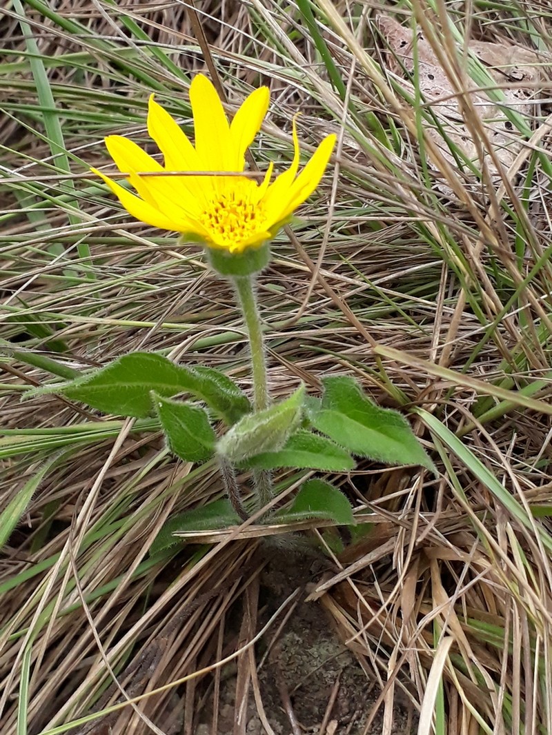 Wedelia foliacea photo 5