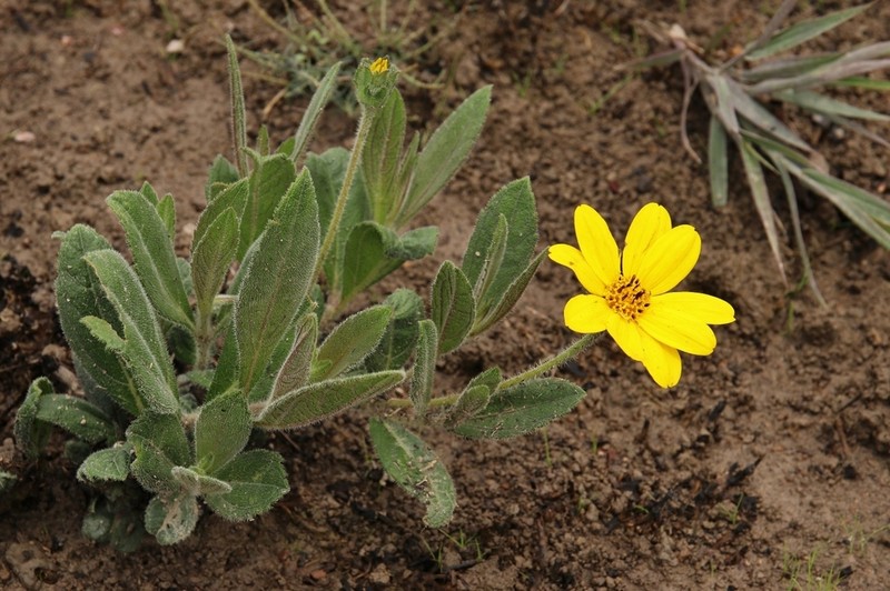 Wedelia foliacea photo 6