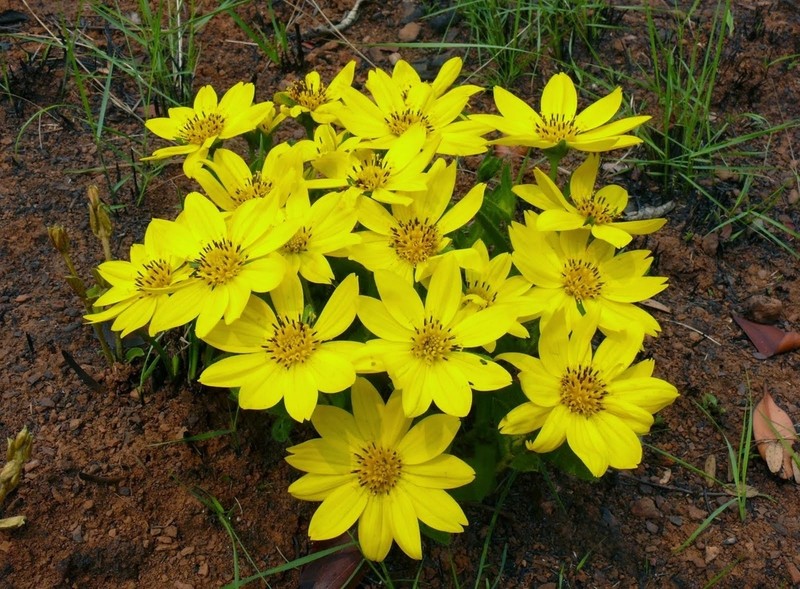Wedelia foliacea photo 7