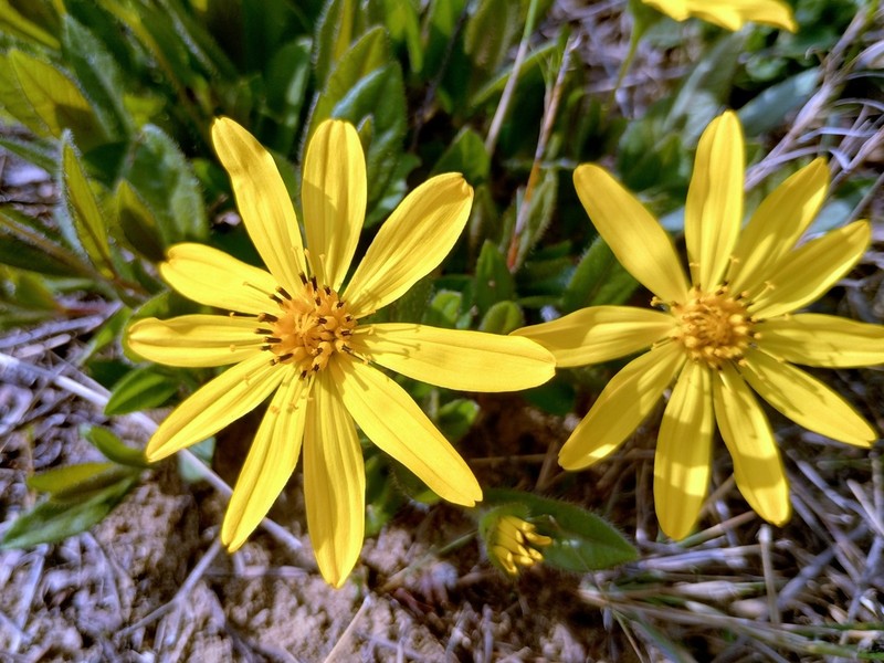 Wedelia foliacea photo 8