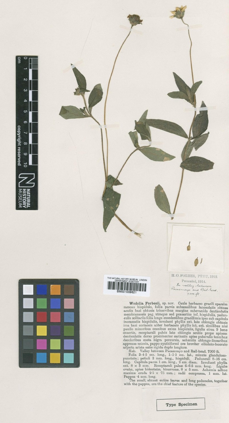 Wedelia forbesii