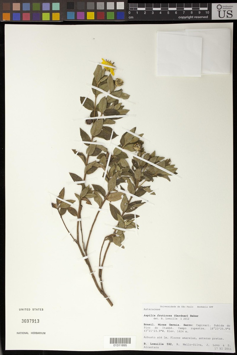 Wedelia frustrata