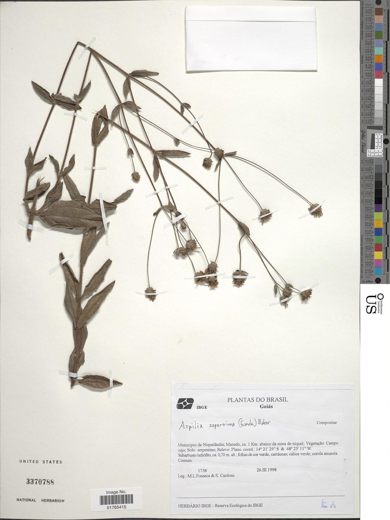 Wedelia gardneri