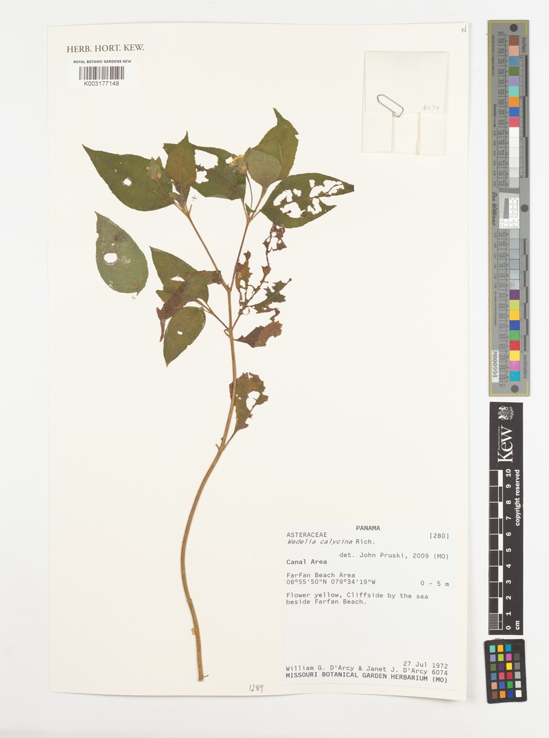 Wedelia gaudichaudii