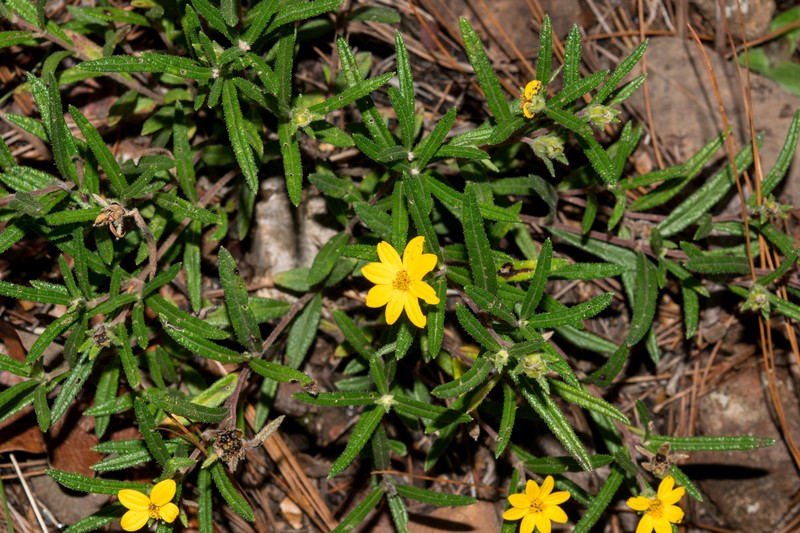 Wedelia gonzaleziarum photo 2