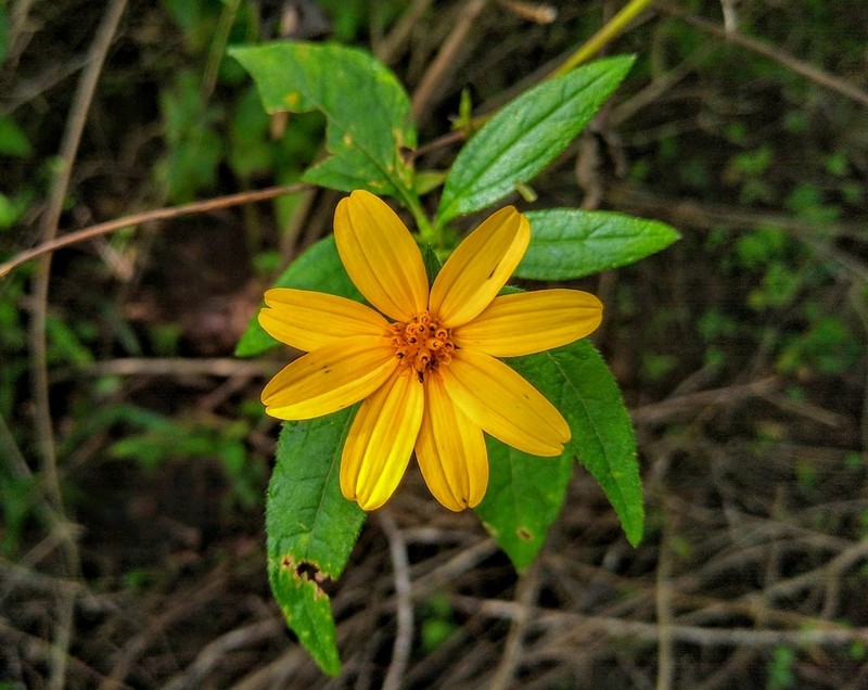 Wedelia goyazensis