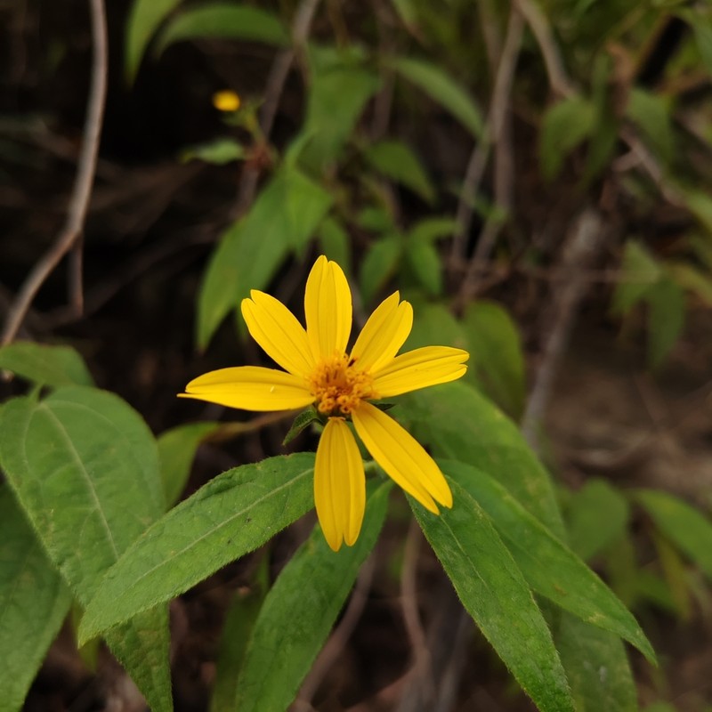 Wedelia goyazensis photo 2