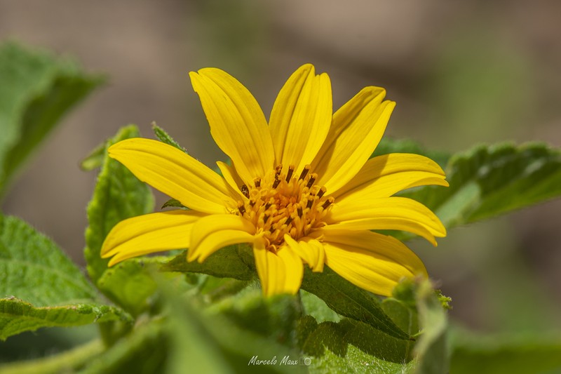 Wedelia goyazensis photo 3