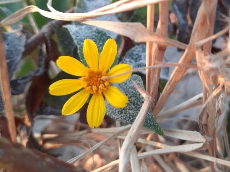 Wedelia goyazensis photo 4